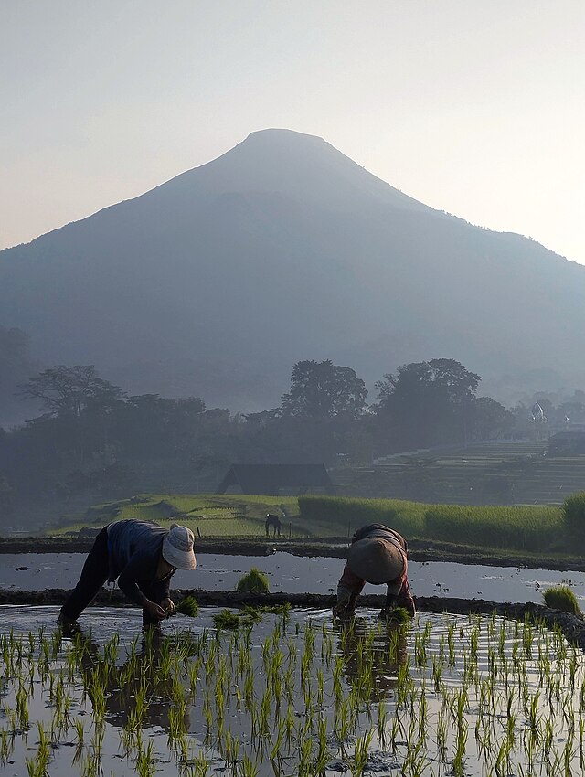 Menanam_padi_di_bawah_kaki_G.penanggungan