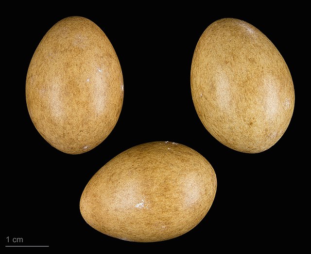 u334-Porzana_parva_MHNT.ZOO_.2010.11.70.3