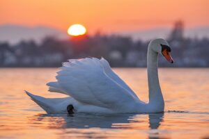 u335-093_Wild_Mute_swan_at_Lake_Geneva_during_sunset_Photo_by_Giles_Laurent