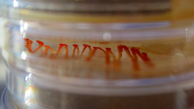 u335-Red-pigmented_microbial_culture