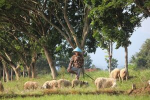 u337-640px-Penggembala_kambing_di_Sawah_wujud_kearifan_lokal_Indonesia