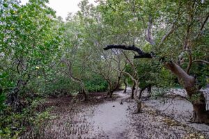 u344-Mafia_Island_51554757111